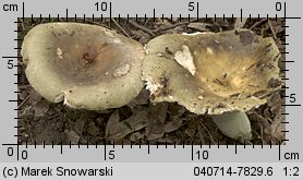 Unidentified-Russula