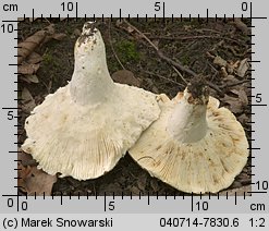 Unidentified-Russula