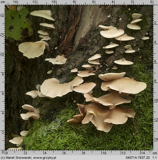 Crepidotus mollis (ciżmówka miękka)