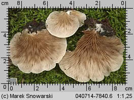 Crepidotus mollis (ciżmówka miękka)