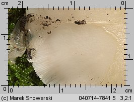 Crepidotus mollis (ciżmówka miękka)