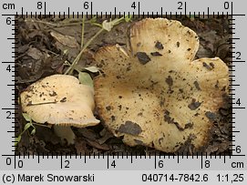 Unidentified-Russula