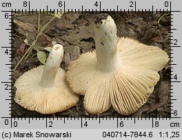 Unidentified-Russula