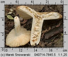 Unidentified-Russula