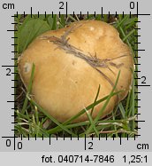 Stropharia coronilla (pierścieniak murawowy)