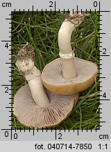 Stropharia coronilla (pierścieniak murawowy)