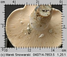 Lactifluus glaucescens (mleczajowiec zieleniejący)