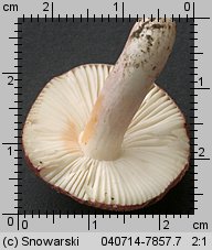 Unidentified-Russula