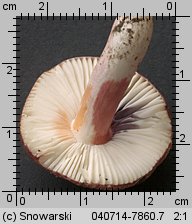 Unidentified-Russula