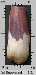 Unidentified-Russula