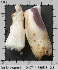 Unidentified-Russula