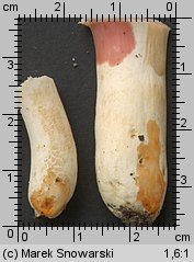 Unidentified-Russula