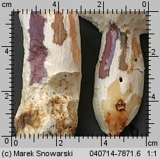 Unidentified-Russula