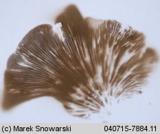 Crepidotus mollis (ciżmówka miękka)