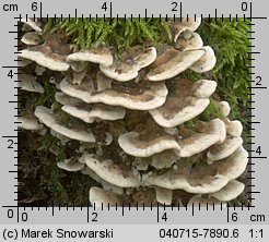 Bjerkandera adusta (szaroporka podpalana)
