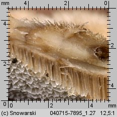 Bjerkandera adusta (szaroporka podpalana)