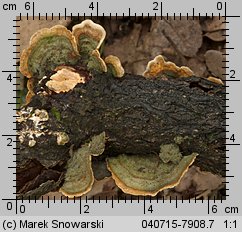 Stereum hirsutum (skórnik szorstki)