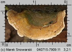 Stereum hirsutum (skórnik szorstki)