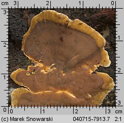 Stereum hirsutum (skórnik szorstki)