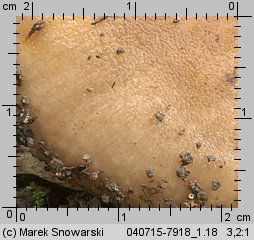 Unidentified-Russula