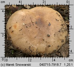 Unidentified-Russula