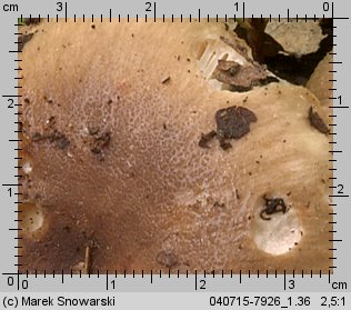 Unidentified-Russula