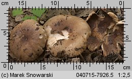 Unidentified-Russula