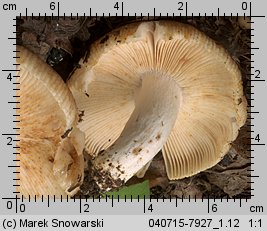 Unidentified-Russula