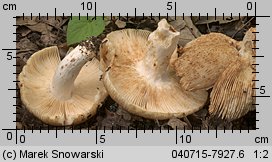 Unidentified-Russula