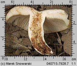 Unidentified-Russula