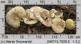 Unidentified-Russula