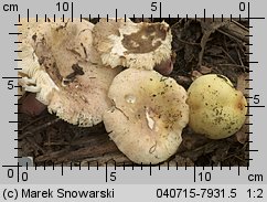 Unidentified-Russula