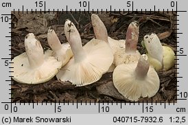 Unidentified-Russula