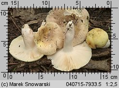 Unidentified-Russula