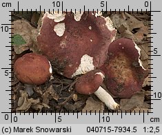 Unidentified-Russula