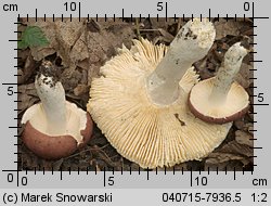 Unidentified-Russula