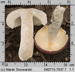 Unidentified-Russula