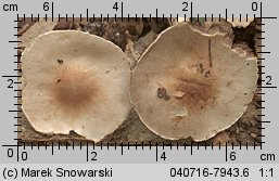 Unidentified-Agaricus-etc (niezidentyfikowane)