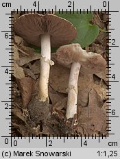 Unidentified-Agaricus-etc (niezidentyfikowane)