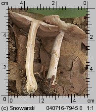 Unidentified-Agaricus-etc (niezidentyfikowane)