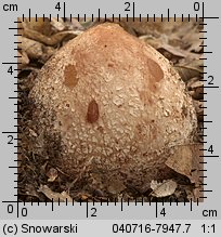 Phallus impudicus (sromotnik smrodliwy)