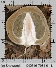 Phallus impudicus (sromotnik smrodliwy)