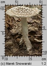 Amanita excelsa (muchomor twardawy)