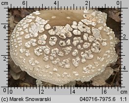 Amanita excelsa (muchomor twardawy)