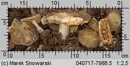 Unidentified-Lactarius