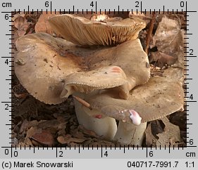 Unidentified-Lactarius