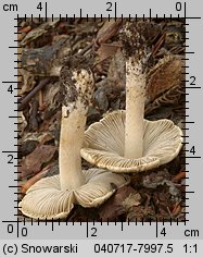 Unidentified-Inocybe