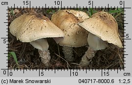 Unidentified-Agaricus-etc (niezidentyfikowane)