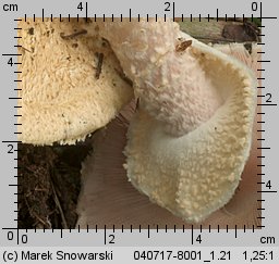 Unidentified-Agaricus-etc (niezidentyfikowane)