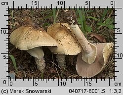 Unidentified-Agaricus-etc (niezidentyfikowane)